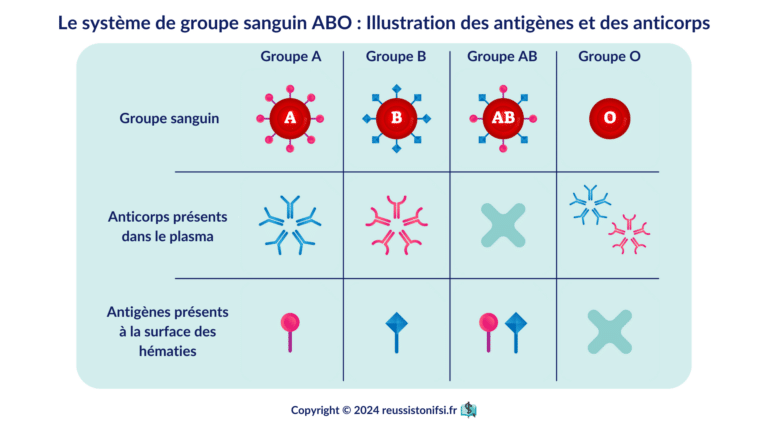 Les Composants Sanguins Et Leur R Le Dans La Transfusion