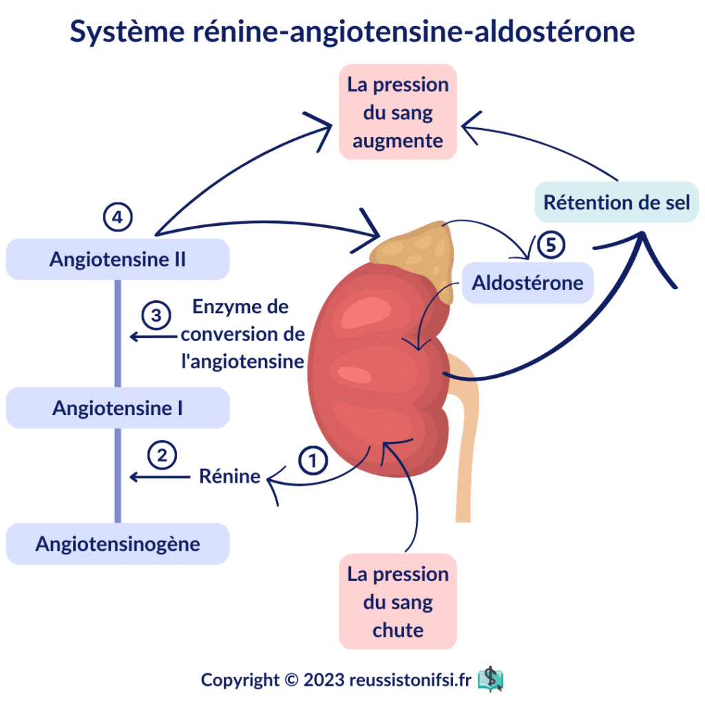 infographie - système rénine-angiotensine-aldostérone