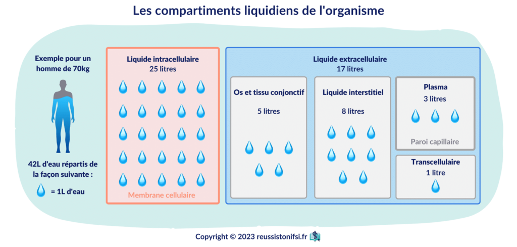 infographie - les compartiments liquidiens de l'organisme
