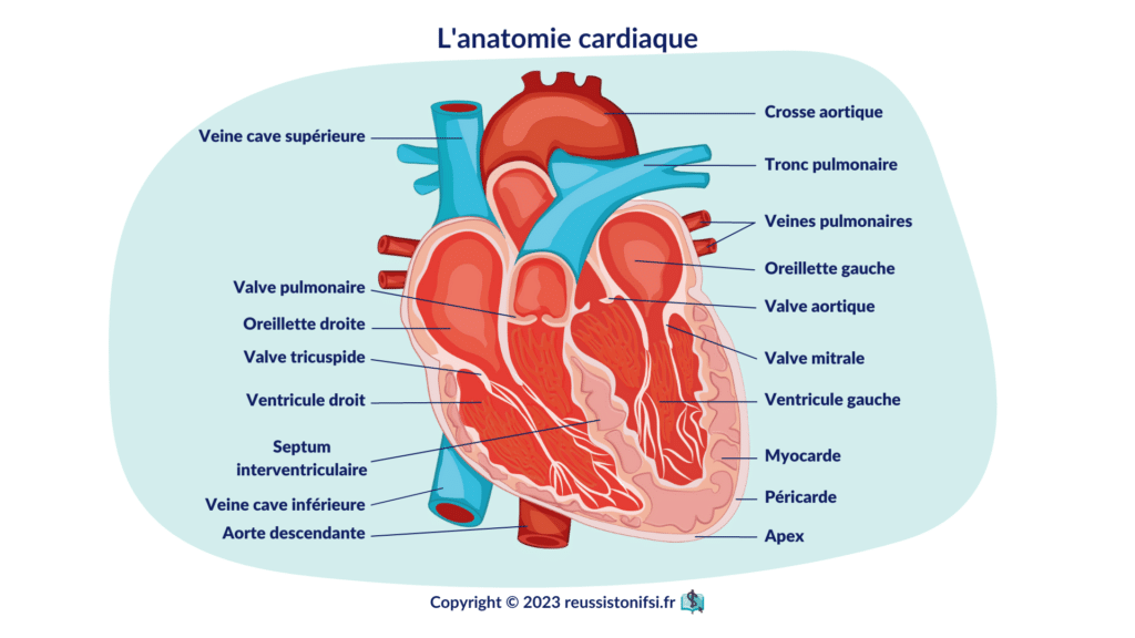 Infographie - schéma du cœur