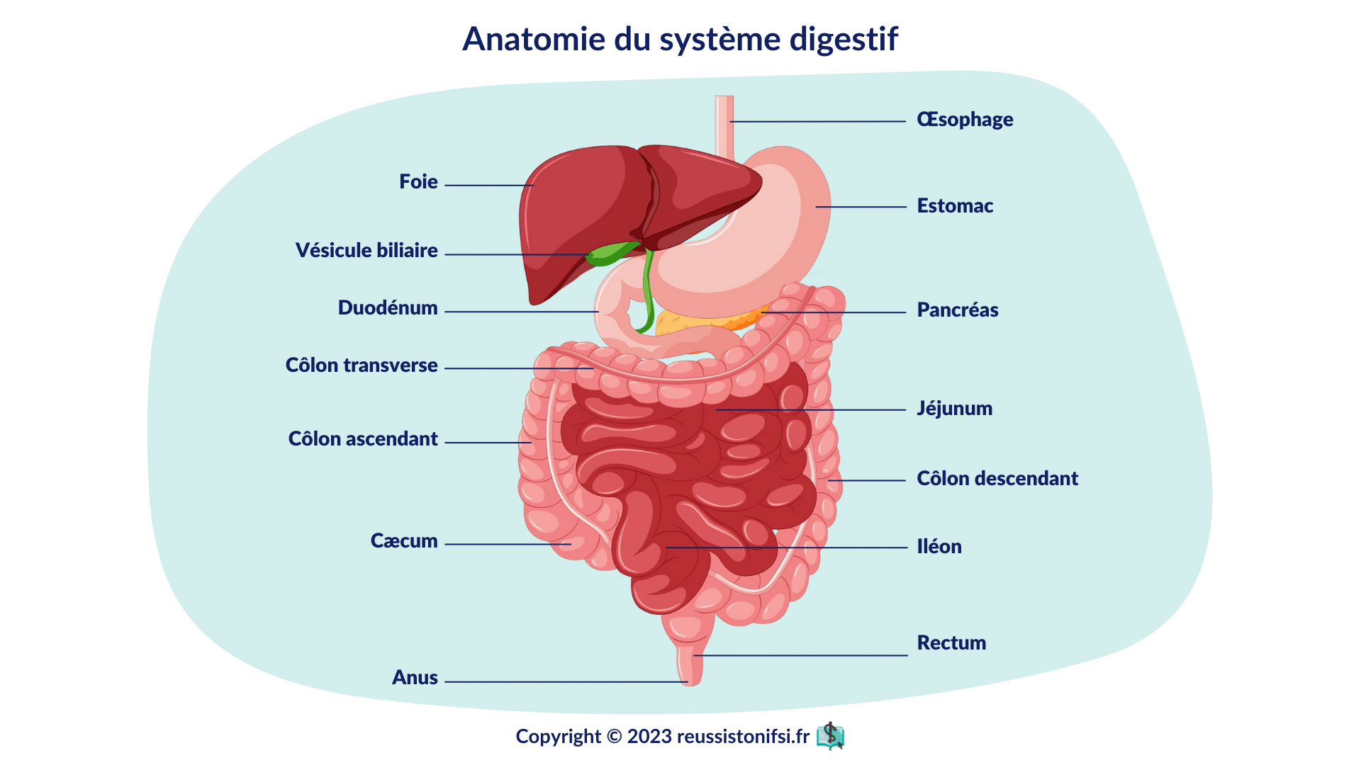 Guide Pratique Du Stage Infirmier En Chirurgie Digestive Guide Pratique Du Stage Infirmier En Chirurgie Digestive