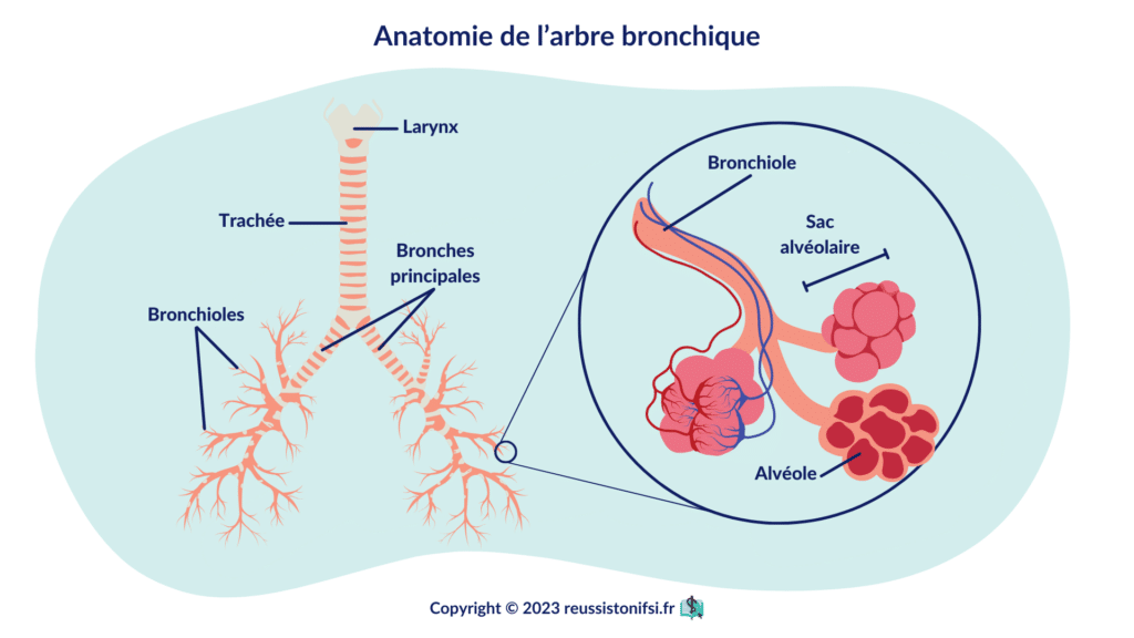 Infographie - Anatomie de l’arbre bronchique