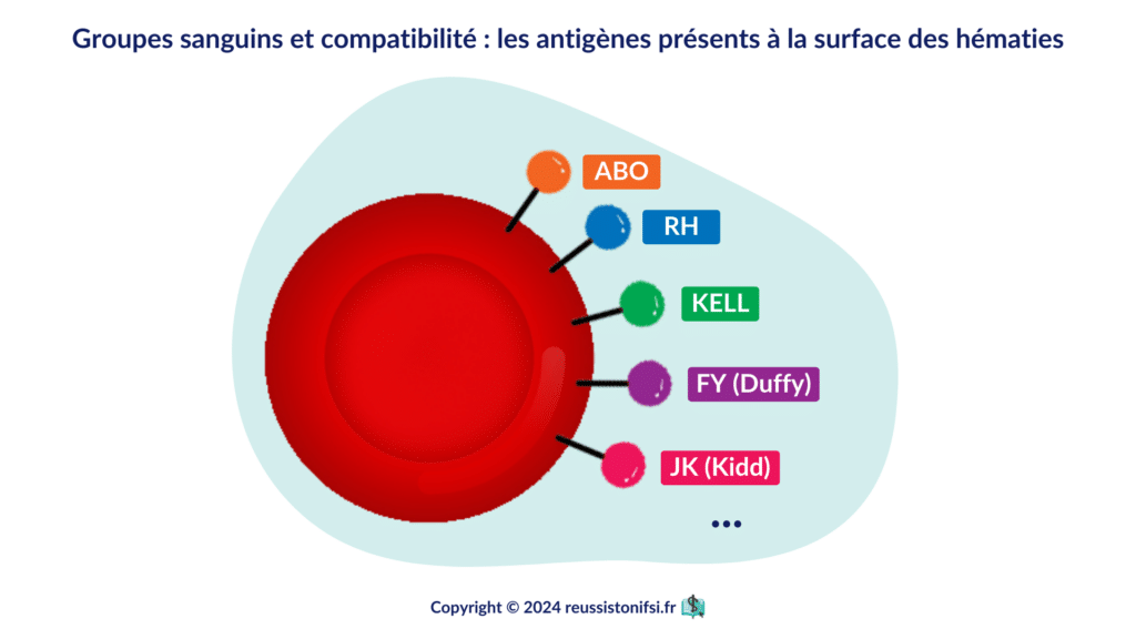 Infographie - Groupes sanguins et compatibilité _ les antigènes présents à la surface des hématies