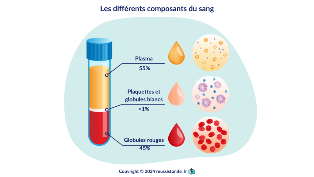 Infographie - Les différents composants du sang