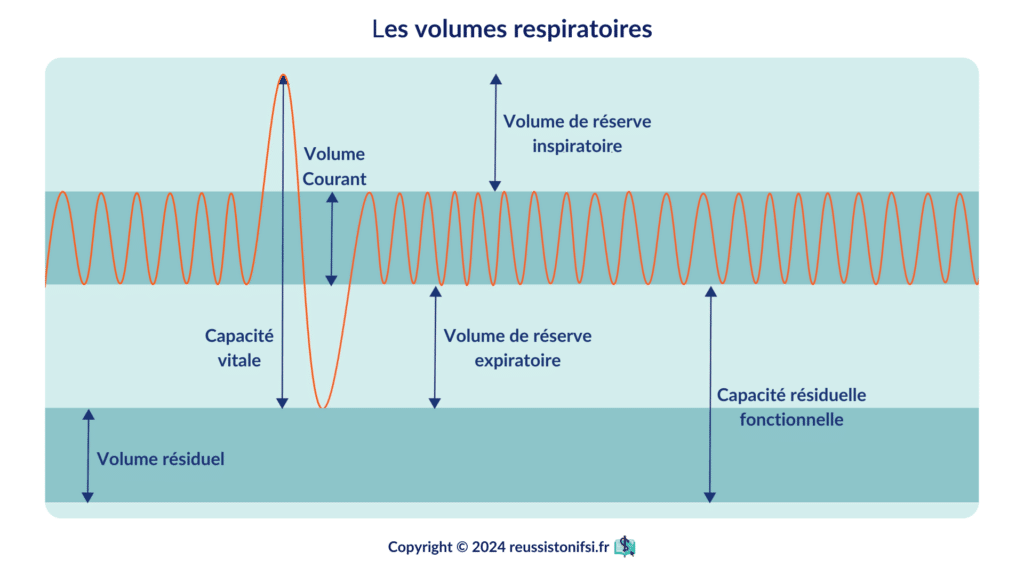 Infographie - Les volumes respiratoires