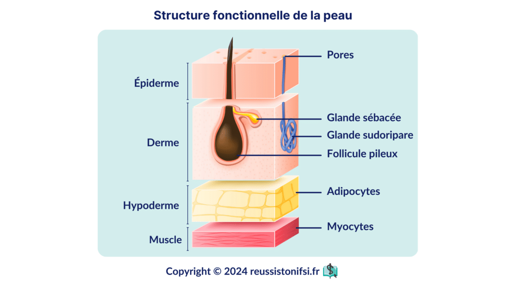 Infographie - Structure fonctionnelle de la peau