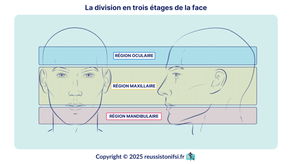 Infographie - La division en trois étages de la face