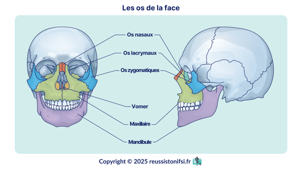 Infographie - Les os de la face