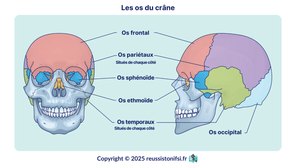 Infographie - Les os du crâne