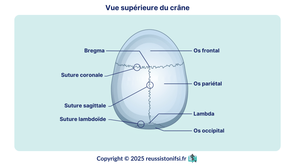 Infographie - Vue supérieure du crâne