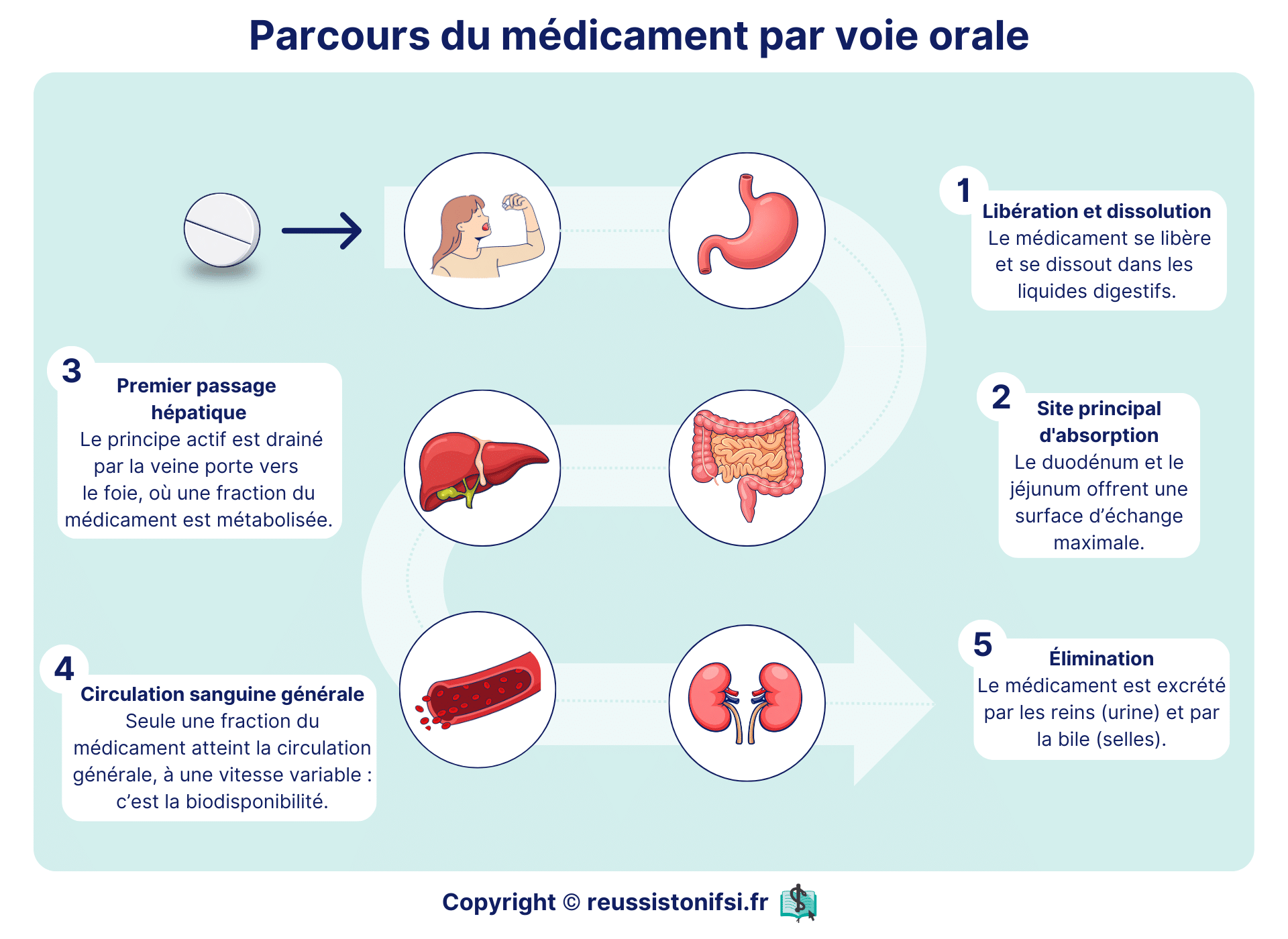 Parcours du médicament par voie orale avec dissolution gastrique, absorption intestinale et métabolisme hépatique