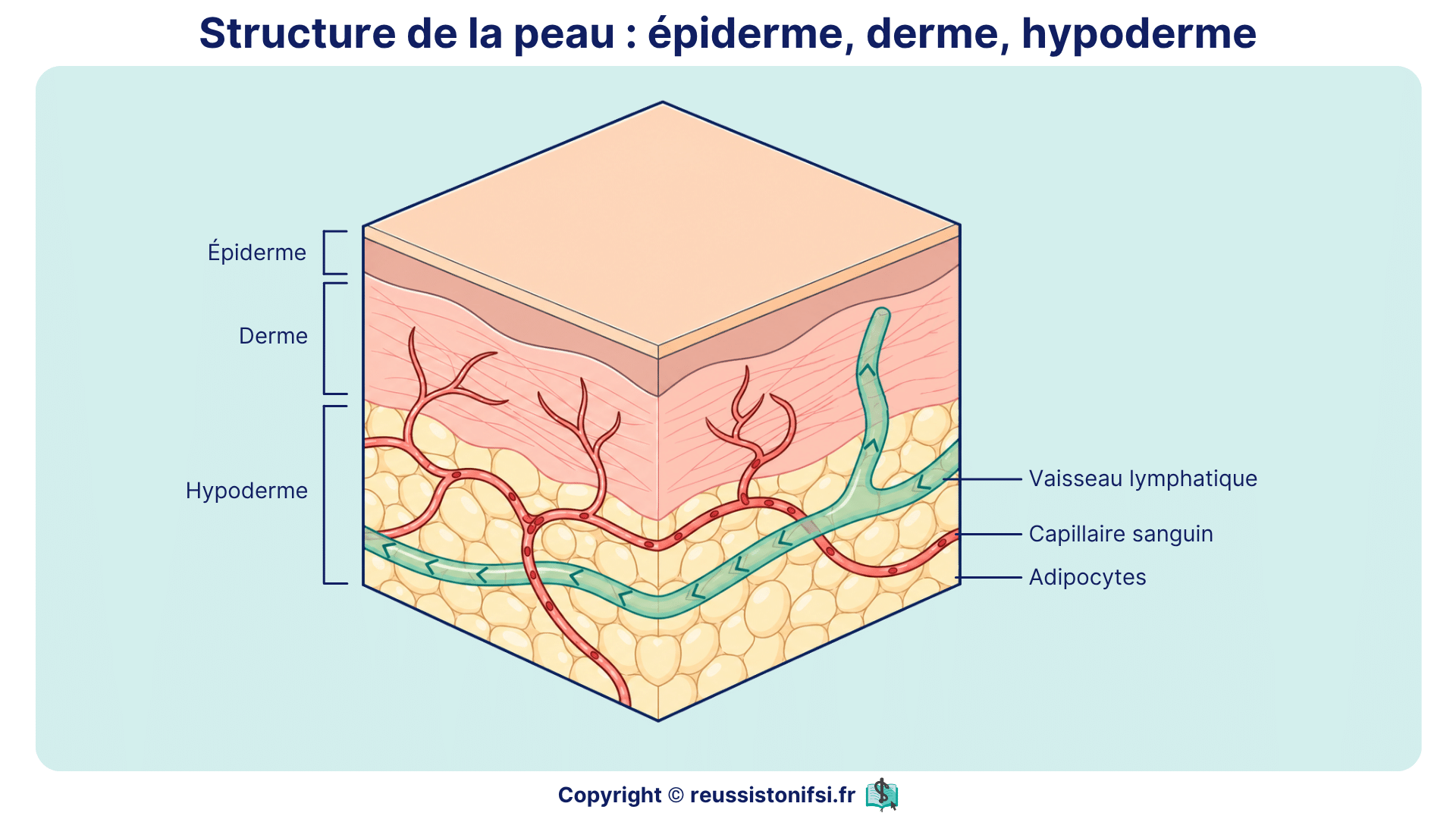 Schéma anatomique des couches de la peau avec épiderme, derme, hypoderme, capillaires et tissu adipeux